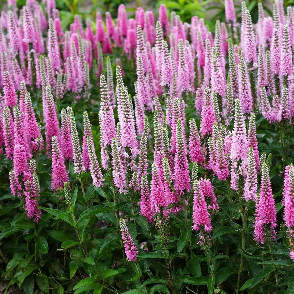 Veronica 'Pink Marshmallow'