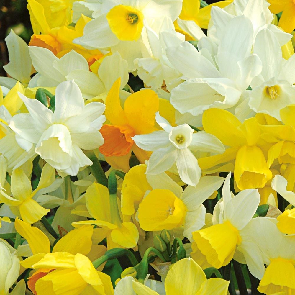 Fragrant Triandrus Narcissus Mix
