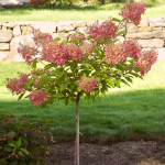  Hydrangea paniculata 'Phantom' Tree Form