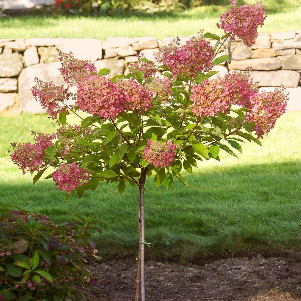 Hydrangea paniculata 'Phantom' Tree Form