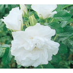 Web-Only Roses