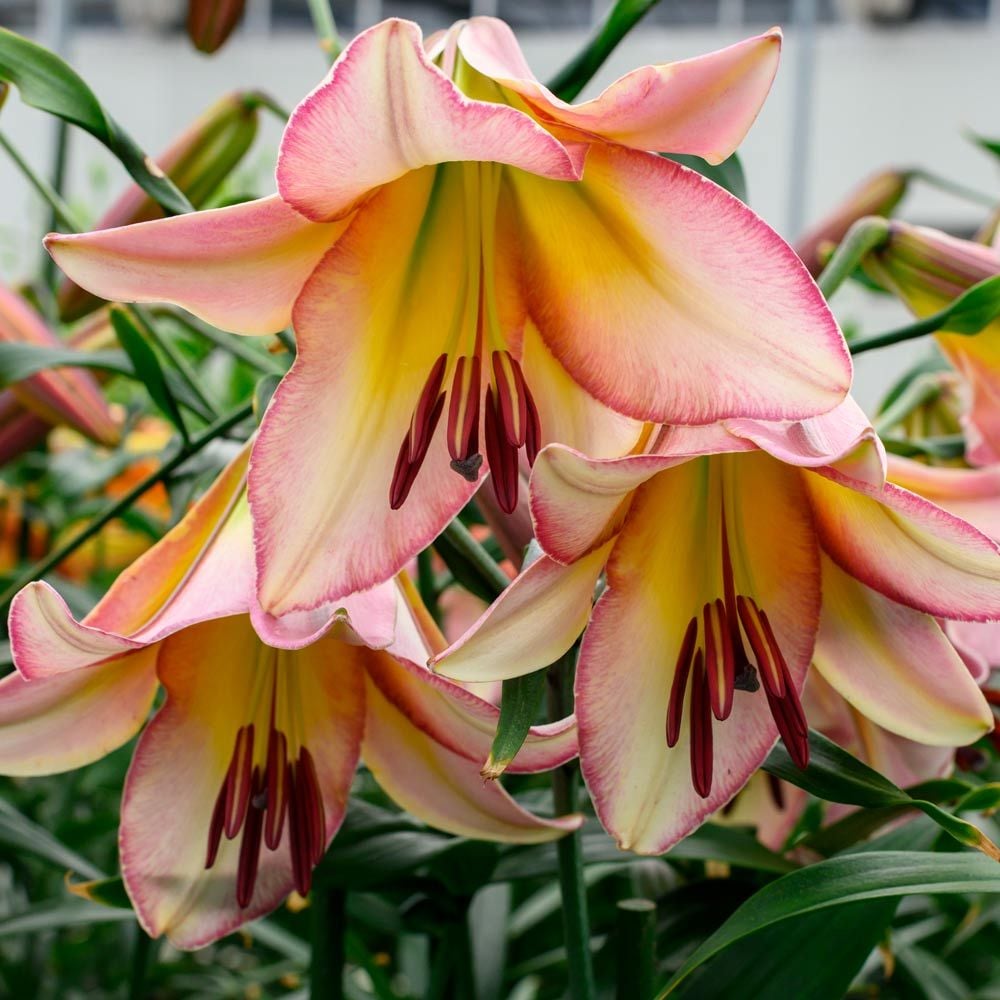 Lilium 'Beijing Moon'