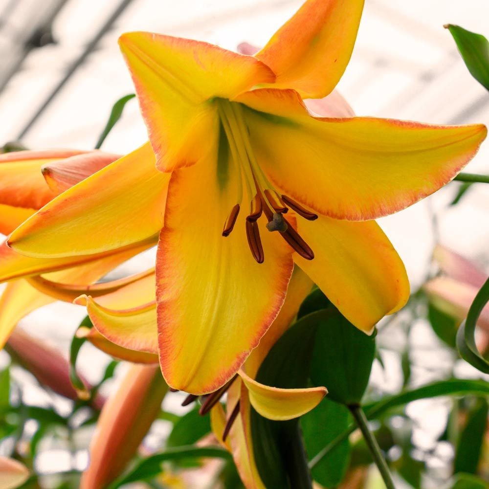 Lilium 'Rising Moon'