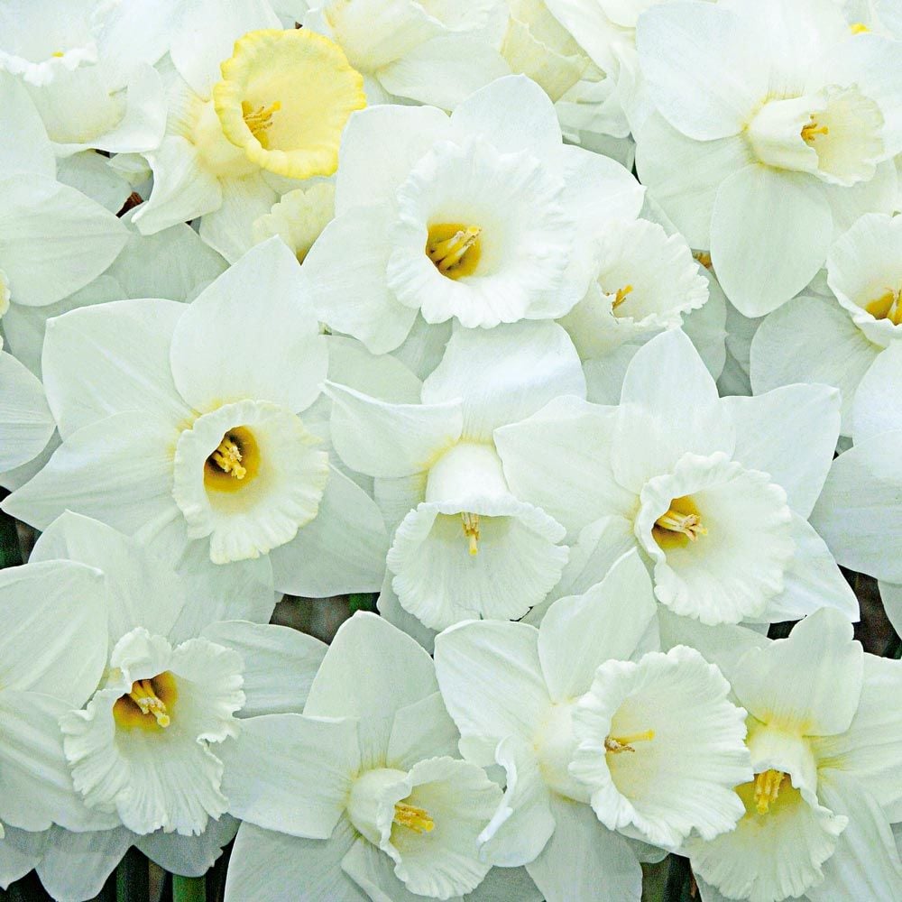 White Trumpet Solo Daffodil Mix