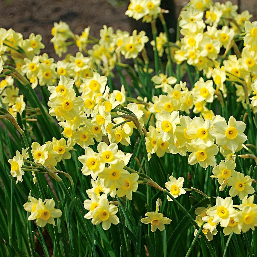25 Dwarf Daffodils Minnow Herbaceous Perennial Bulb A Dwarf narcissi Variety with a Wondrous Scent for Your Beautiful Spring Garden RHS Award of Garden Merit