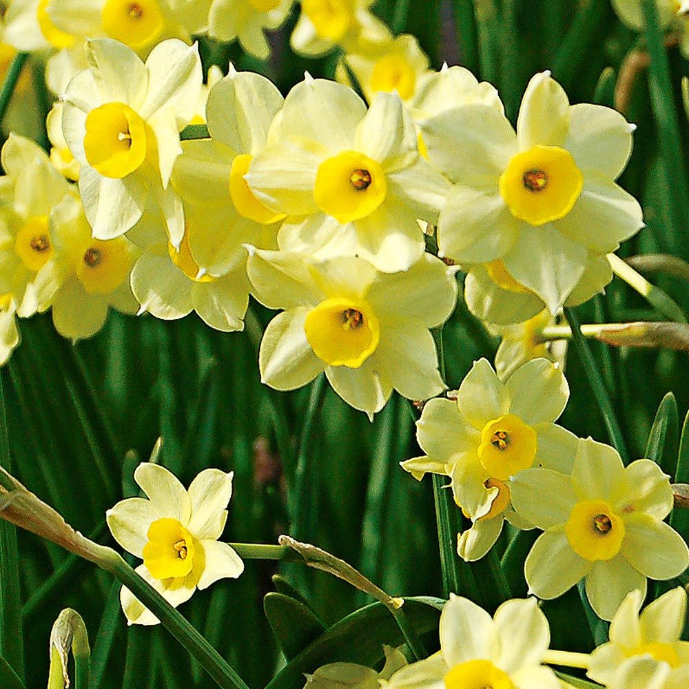 Narcissus 'Minnow' White Flower Farm