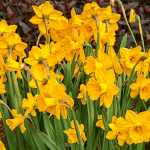  Narcissus 'Sint Victor'