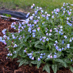  Pulmonaria 'Twinkle Toes'