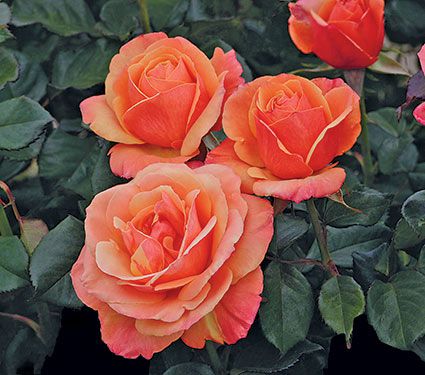 Rose Anna’s Promise™  White Flower Farm