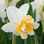  Narcissus 'Sweet Desire'