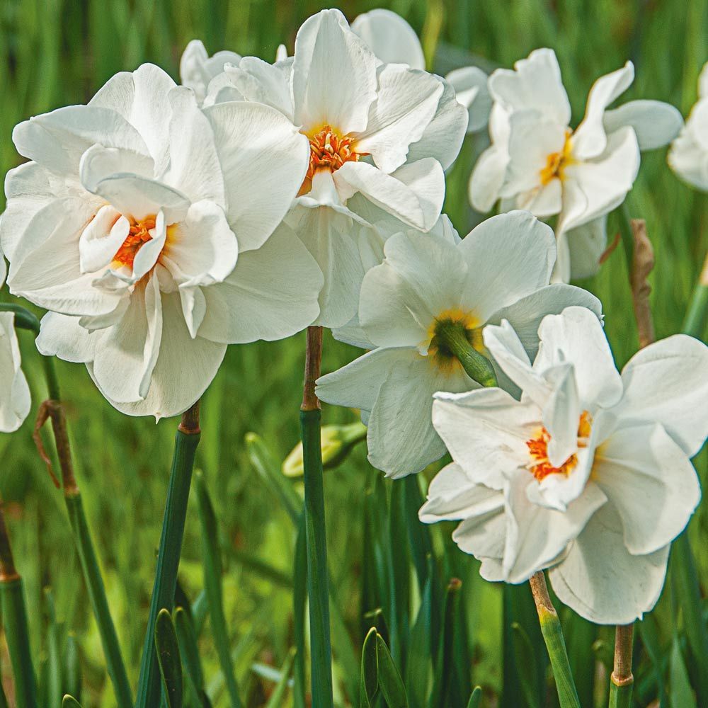 Narcissus 'Viktoria von dem Bussche'