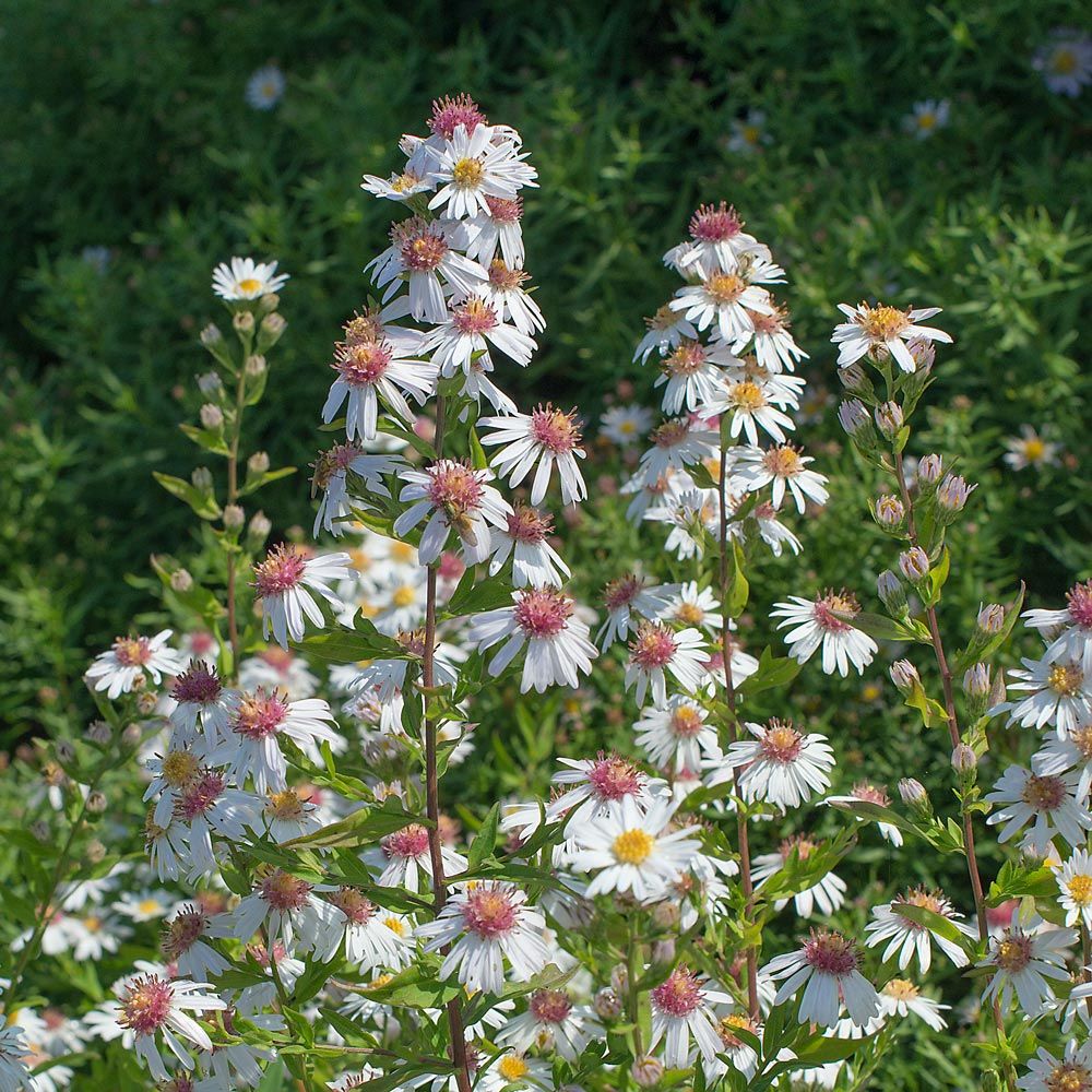 Symphyotrichum lateriflorum 'Chloe'