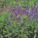  Salvia x sylvestris 'Blue Hill'