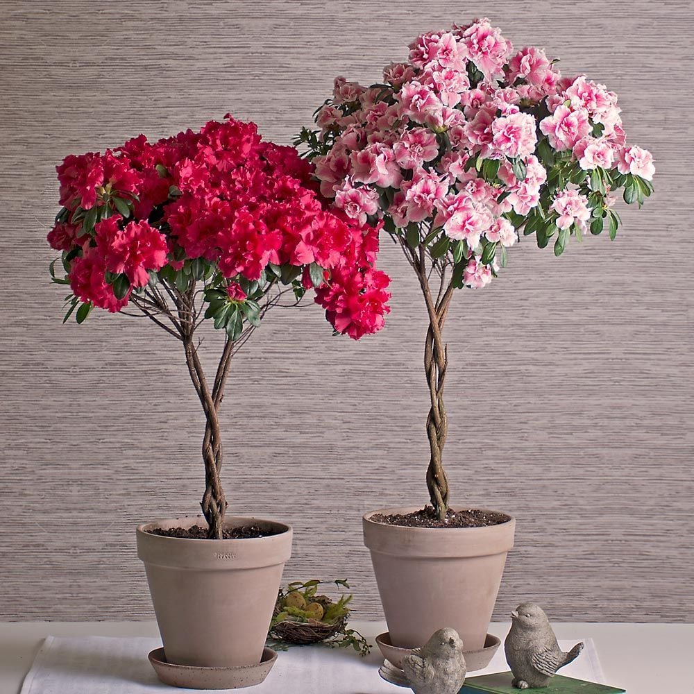 Azalea Indoor Plants White Flower Farm
