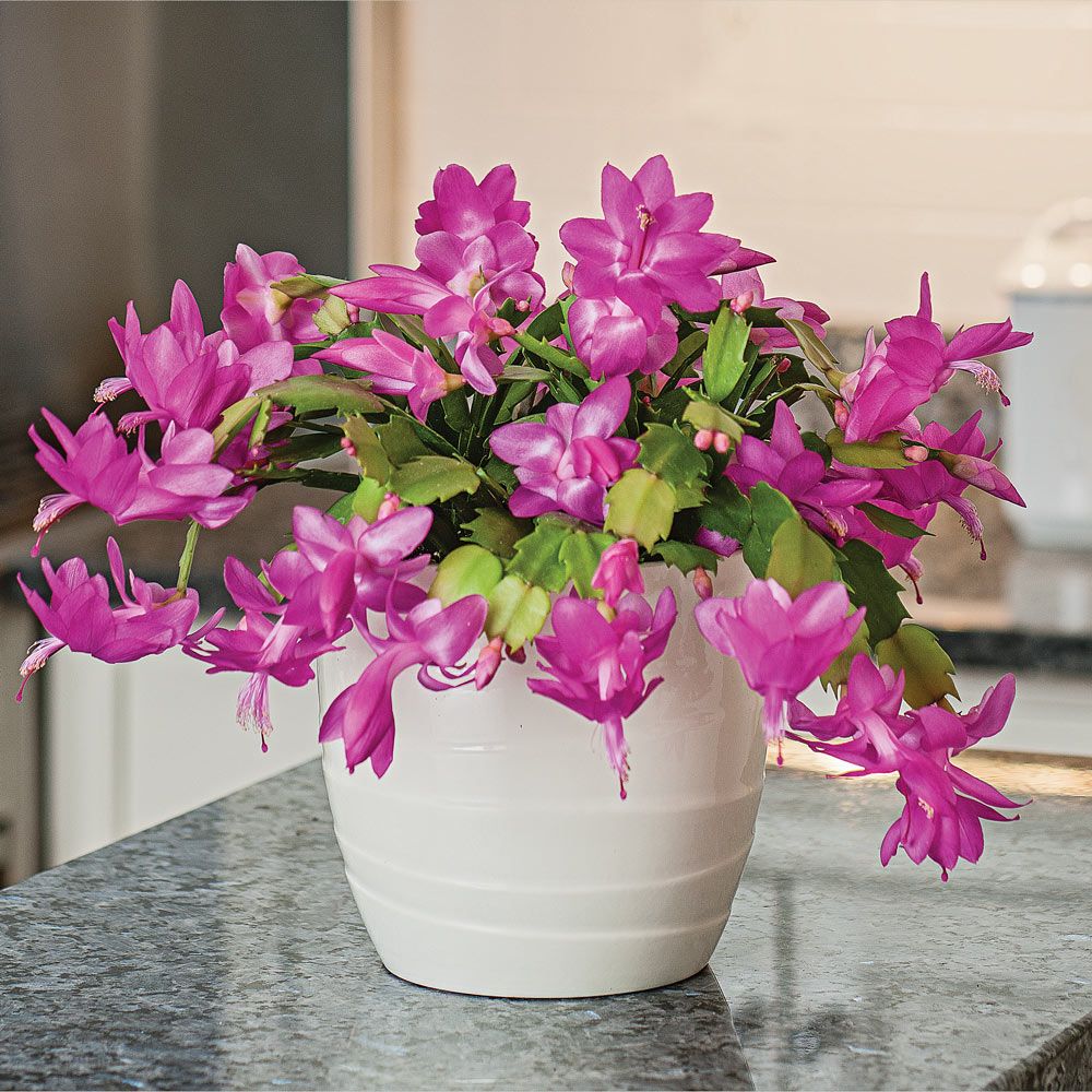 Holiday Cactus Polka Dancer in cream cachepot