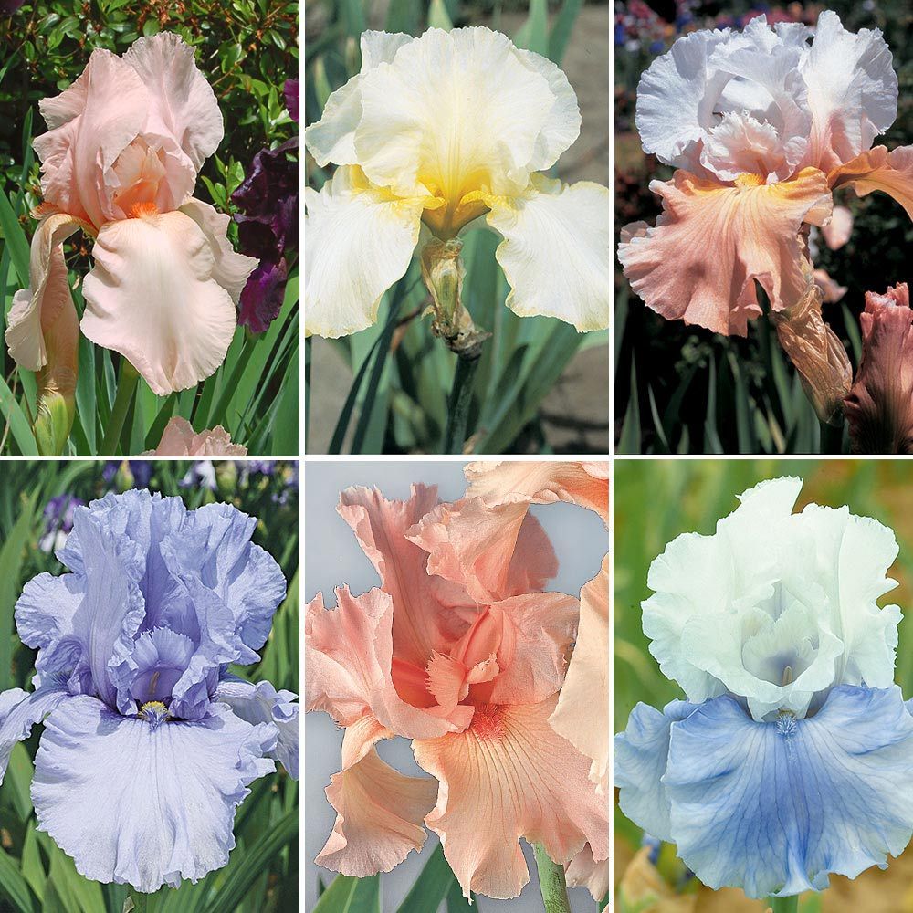 Pastel Beauties Bearded Iris Collection - 6 plants