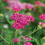  Achillea millefolium Song Siren™ 'Layla'