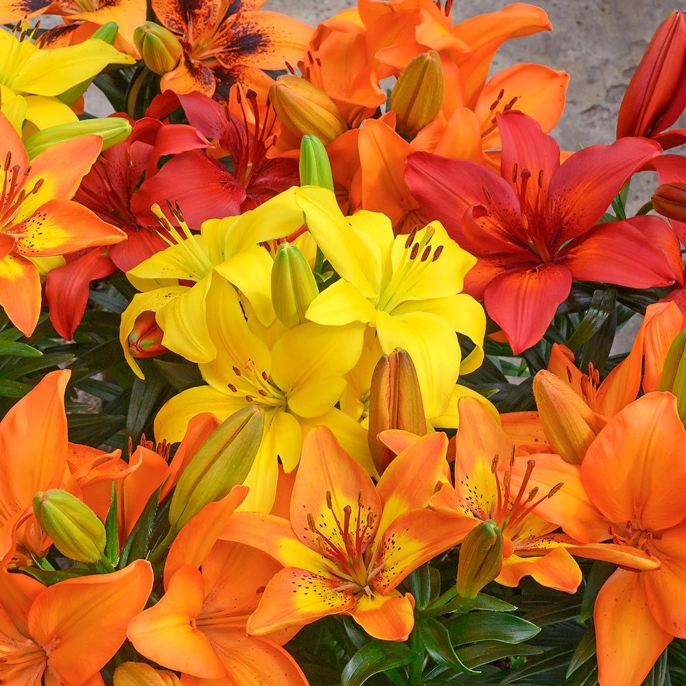 Tropical Tones Lily Quintet White Flower Farm