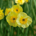  Narcissus 'Sun Disc'