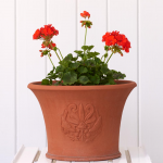  Birds & Berries Pot