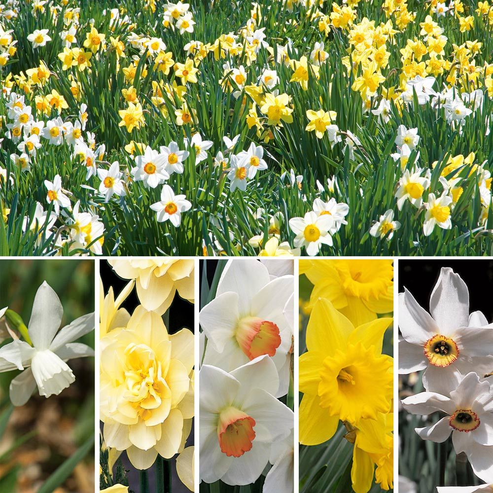All-Star Daffodil Collection