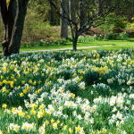 Daffodils