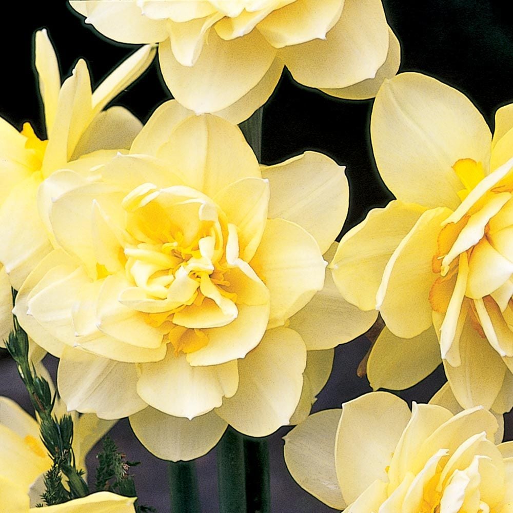 14 Daffodil Facts You Need to Know - Birds and Blooms