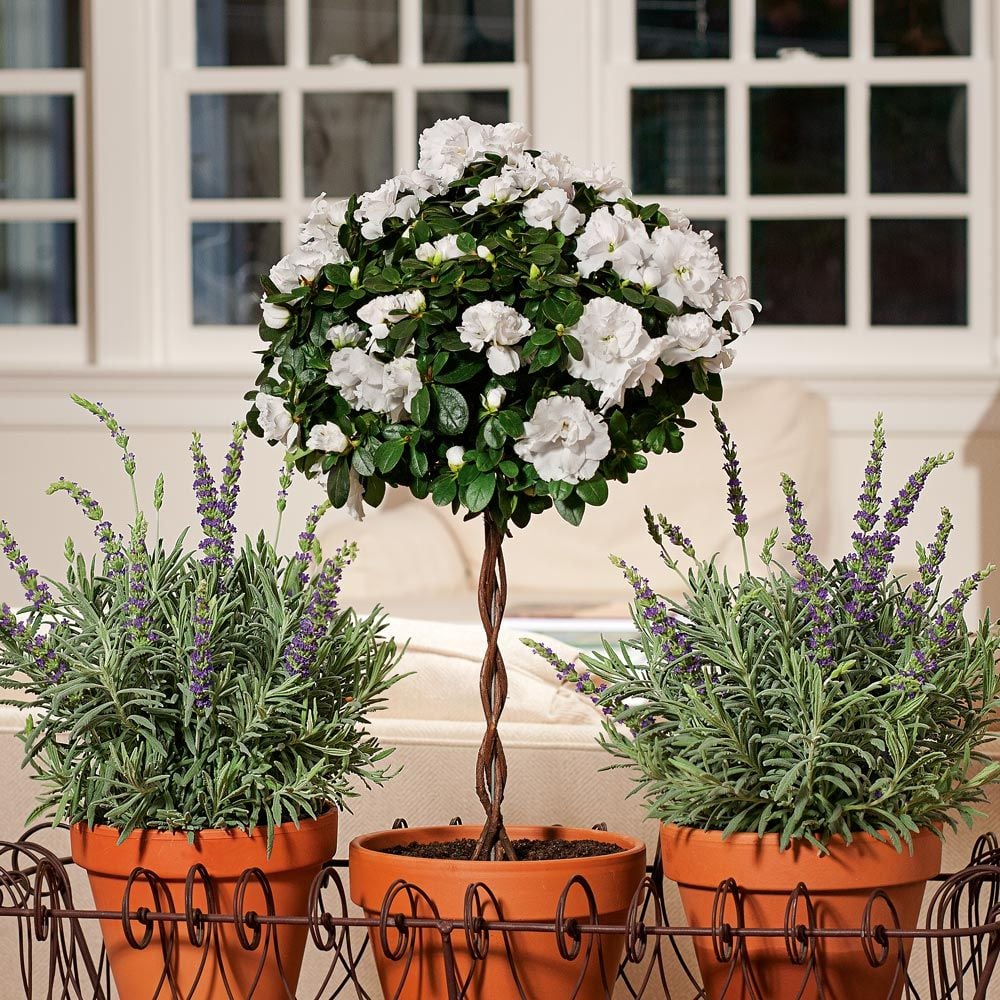 Azalea Topiary, white