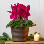  Cyclamen Halios® Purple in Sumatra basket