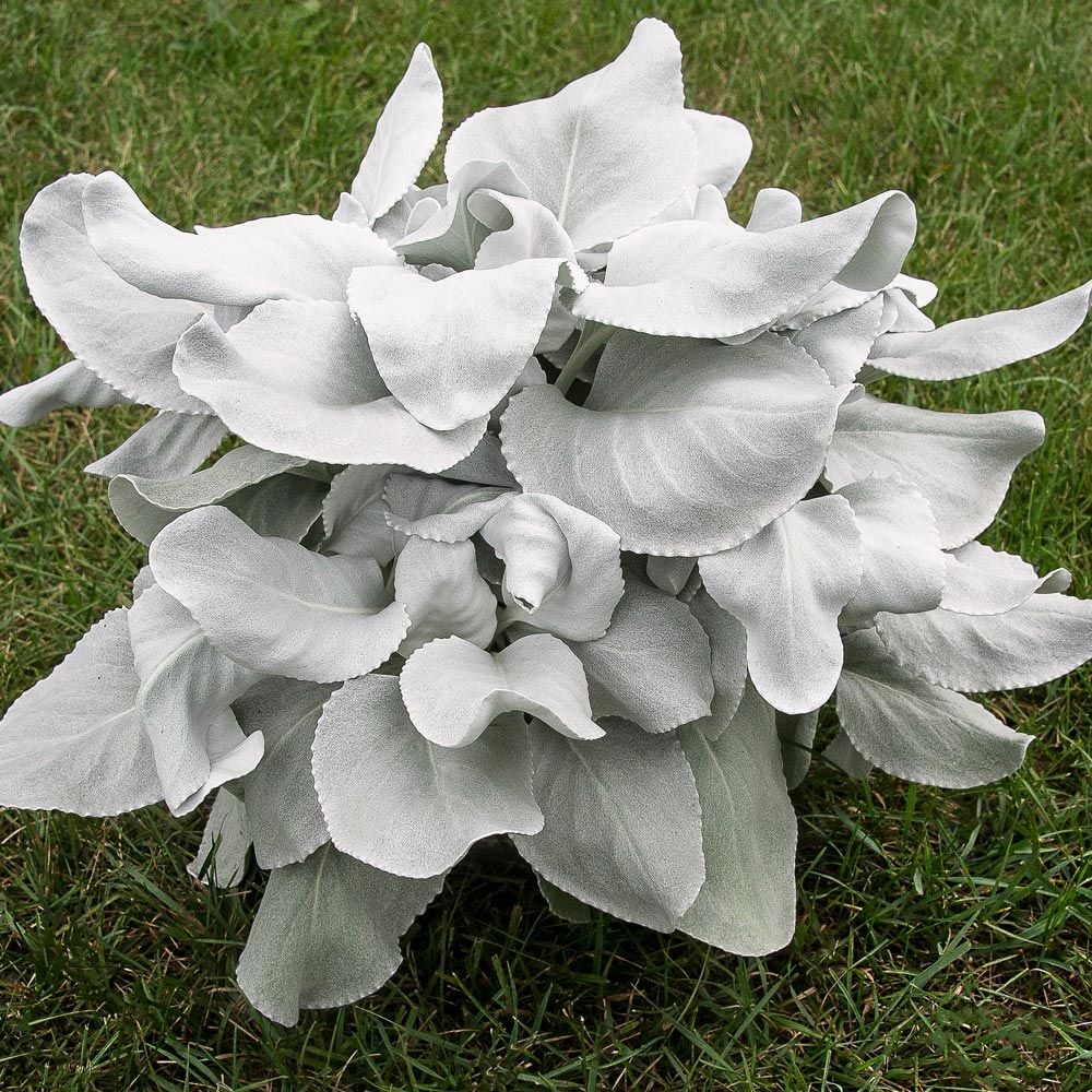 Angel Wings Plant Care / How To Care For Angel Wings