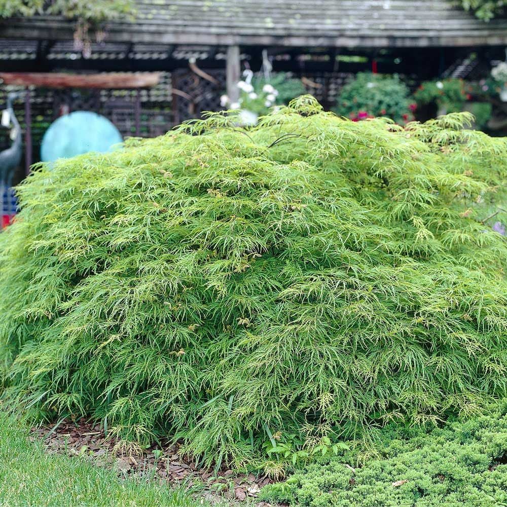 Acer palmatum dissectum 'Viridis'