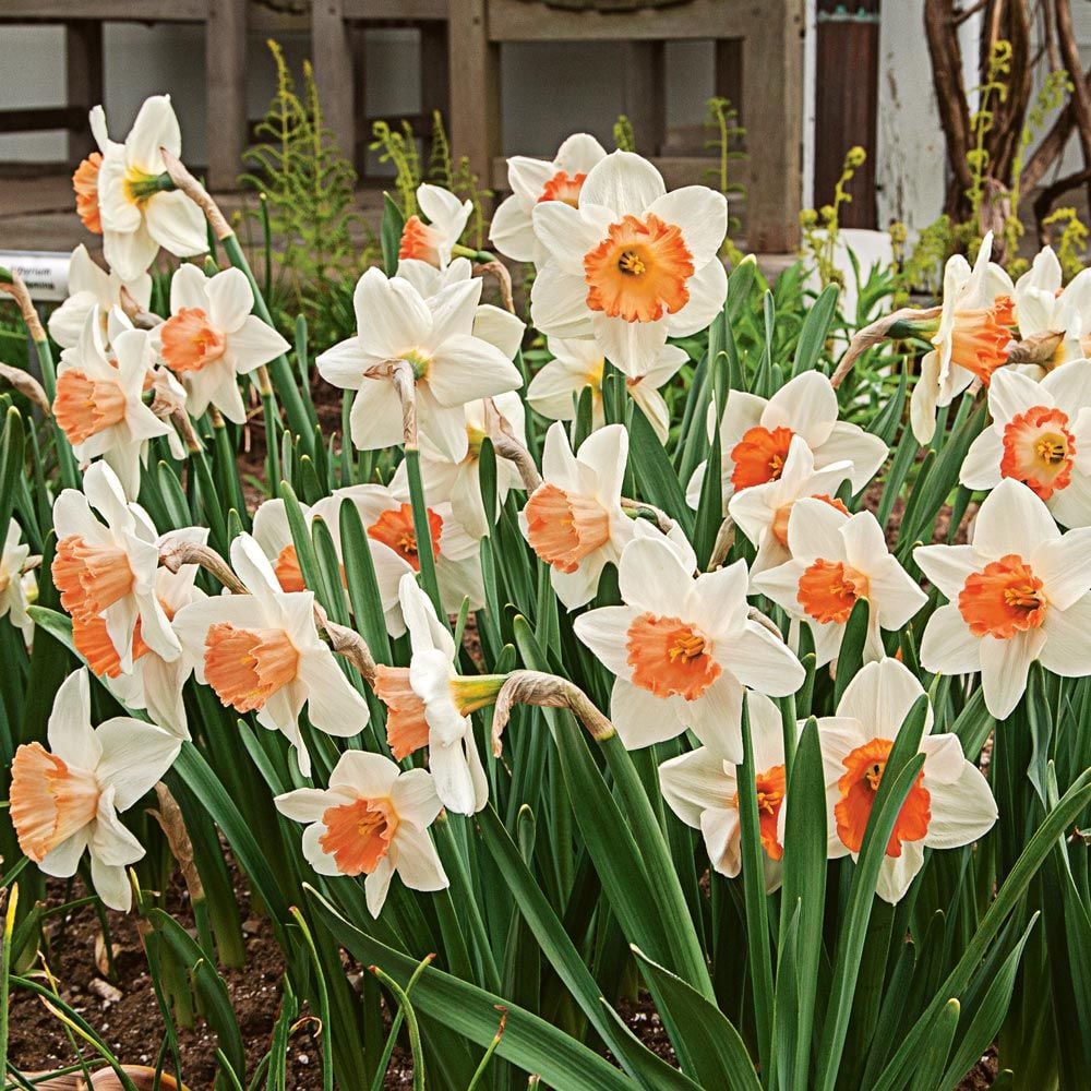 First Blush - Pink Narcissus Mix