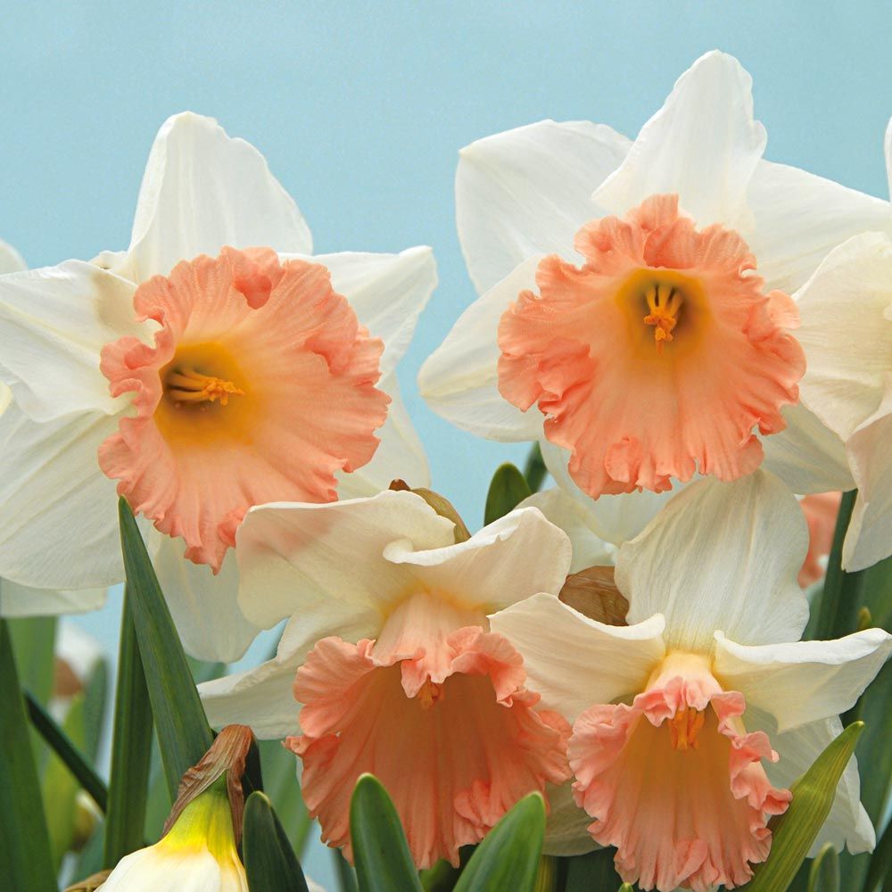 First Blush Pink Narcissus Mix White Flower Farm