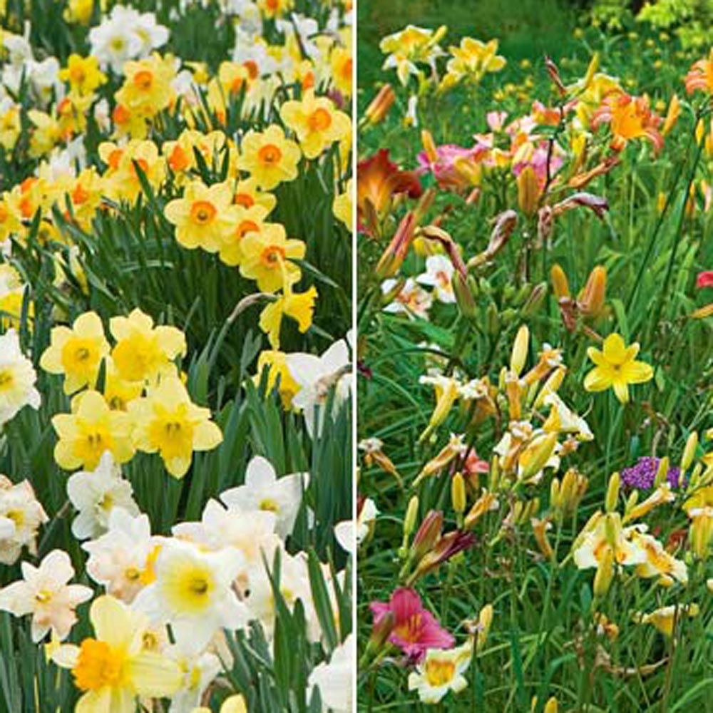 Collaboration For Sun For The North Daffodils Daylilies White Flower Farm