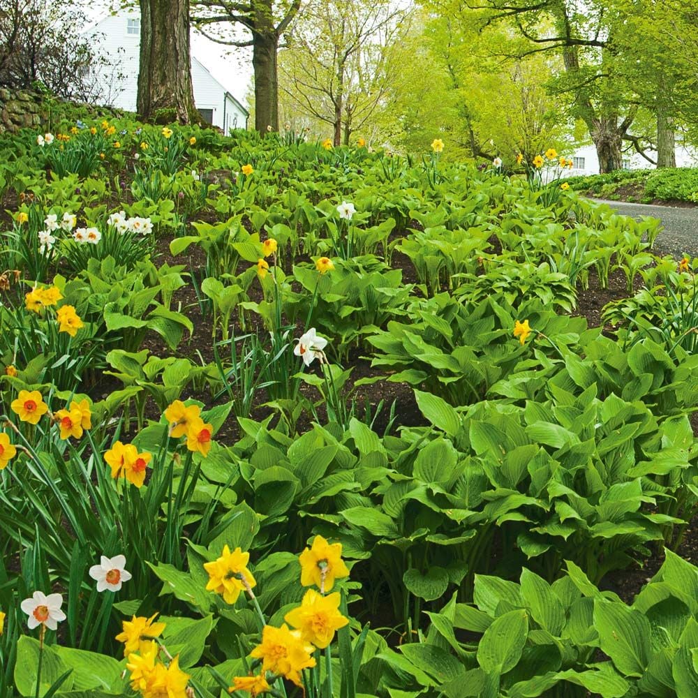 Collaboration for Part Shade for the North - Daffodils & Hosta