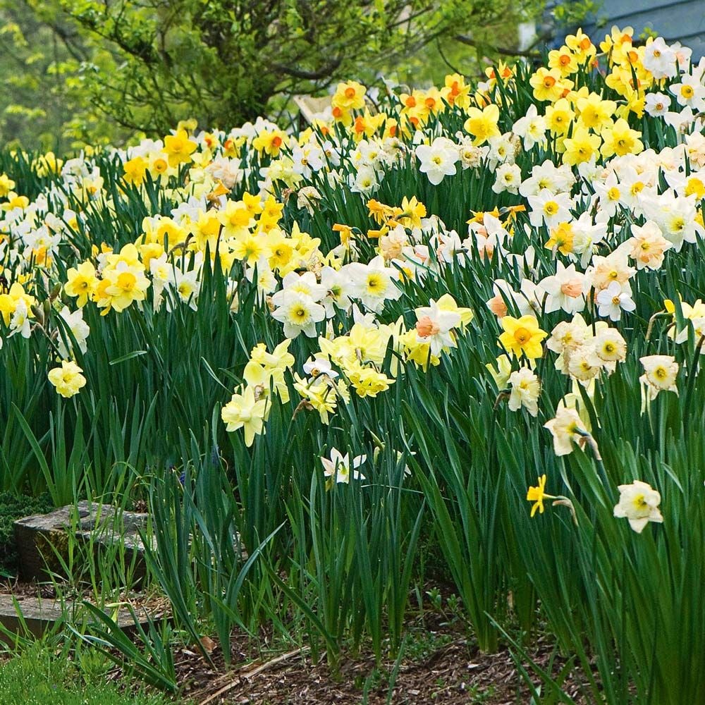 Large-Cupped Daffodil Naturalizing Mix