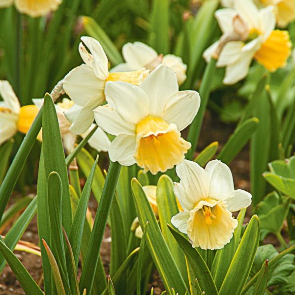 LargeCupped Daffodil Naturalizing Mix White Flower Farm