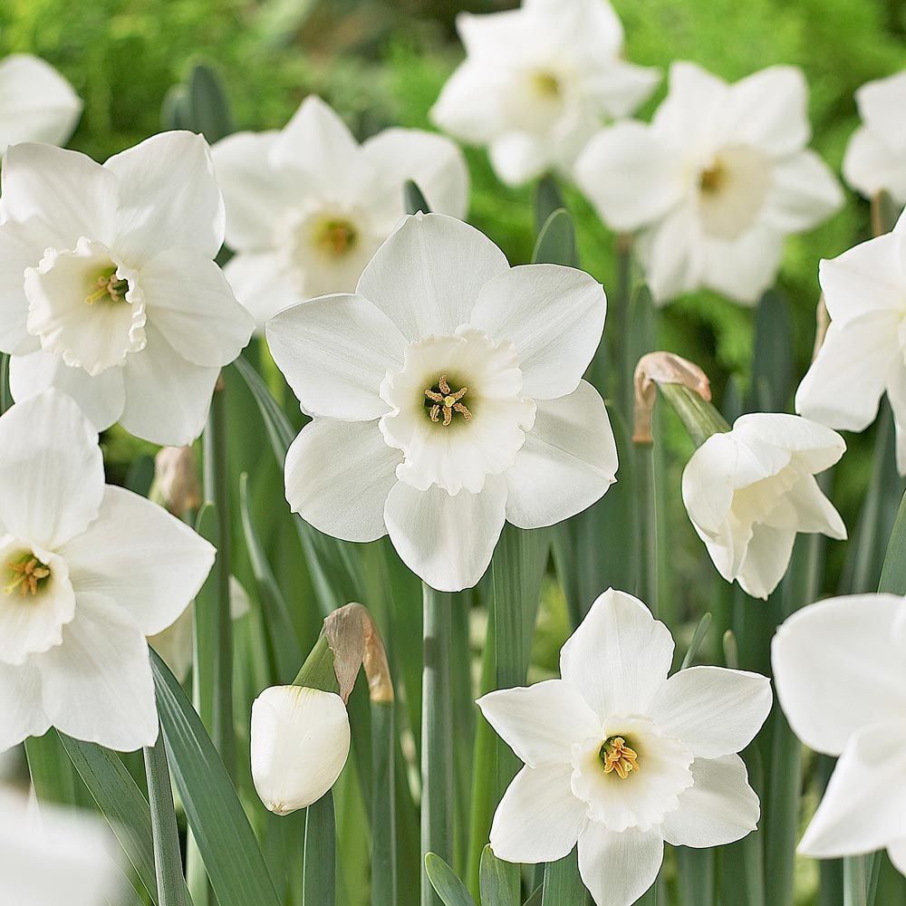 LargeCupped Daffodil Naturalizing Mix White Flower Farm