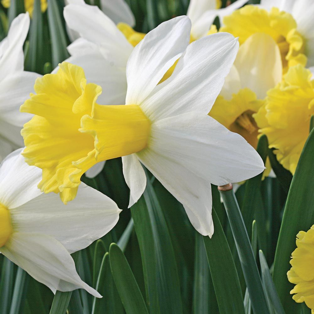 Narcissus 'Wisley' | White Flower Farm