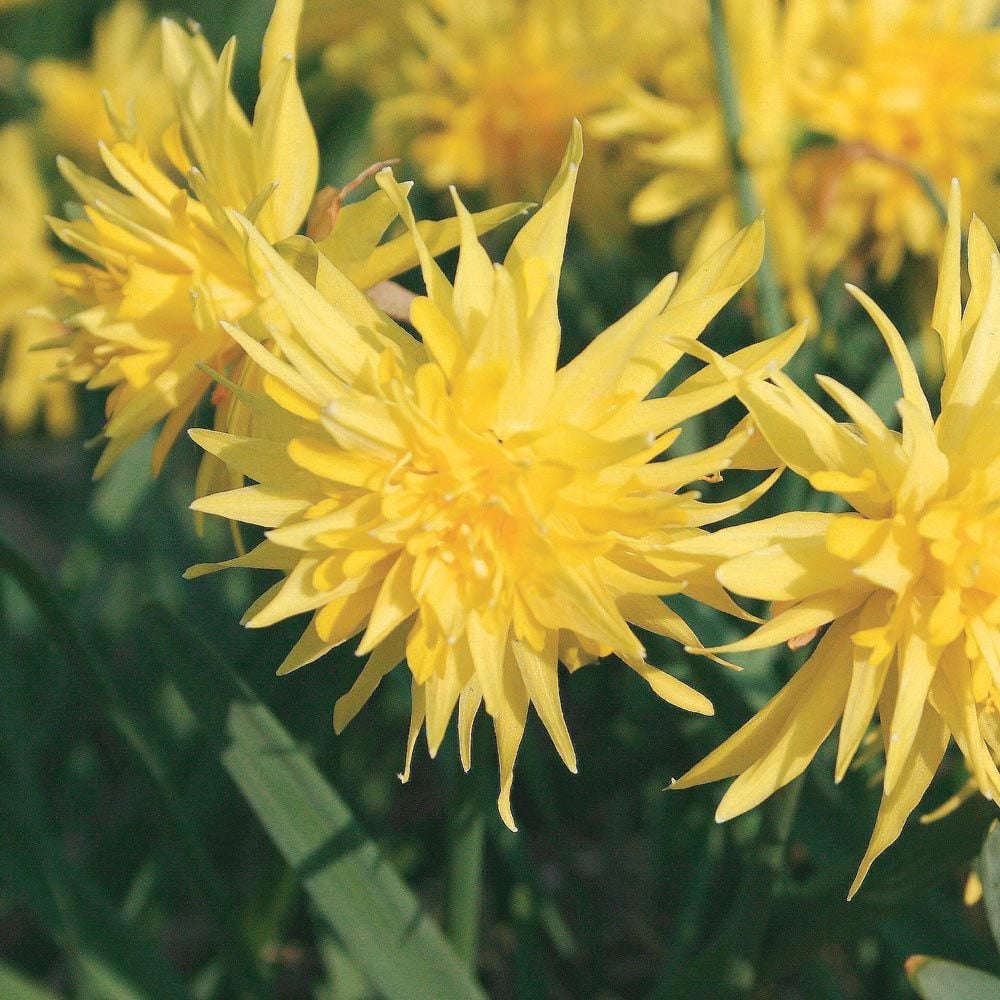 Narcissus 'Rip van Winkle'