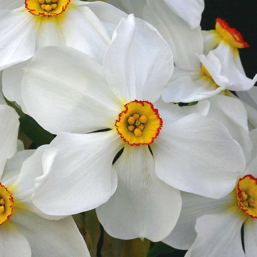 Narcissus 'Ornatus'