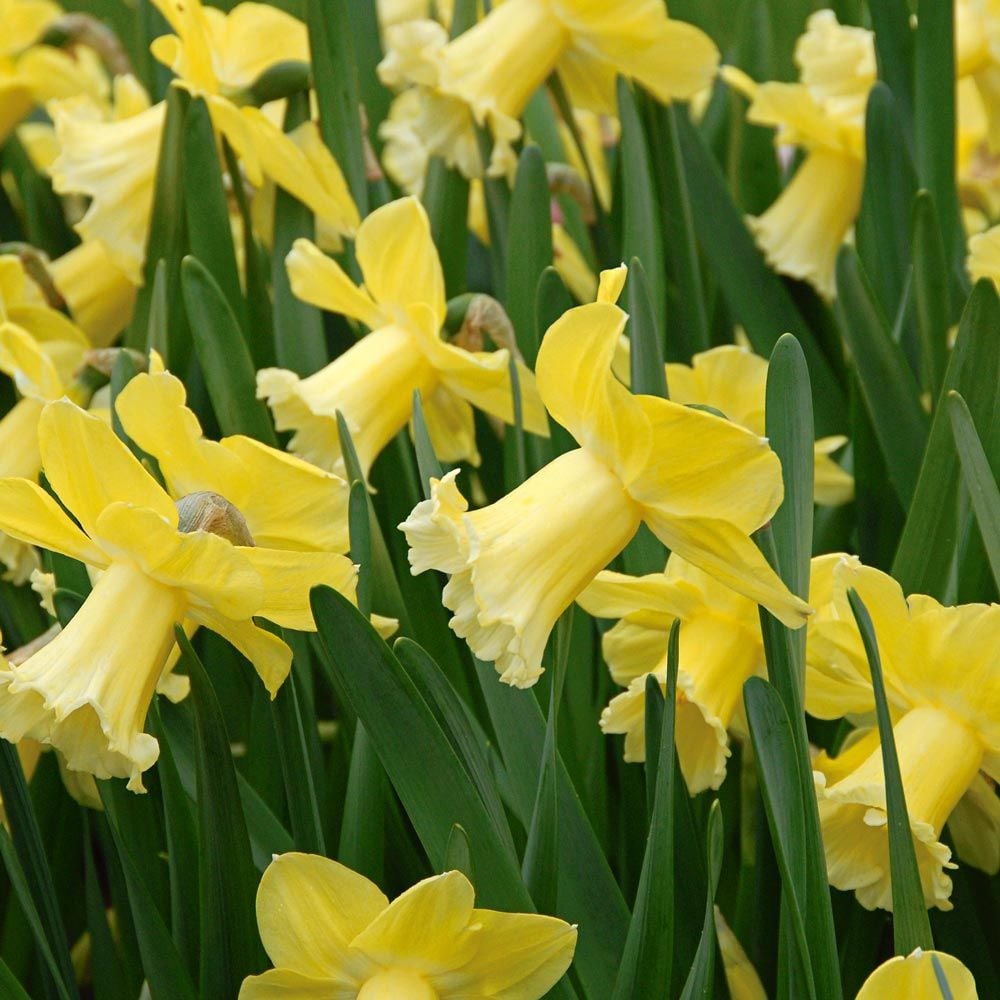 Narcissus 'Galactic Star'