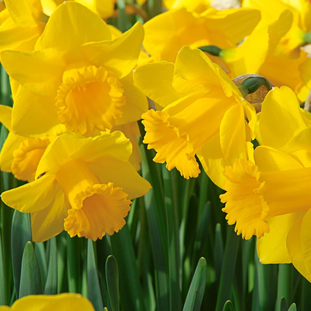 Narcissus 'Arkle'