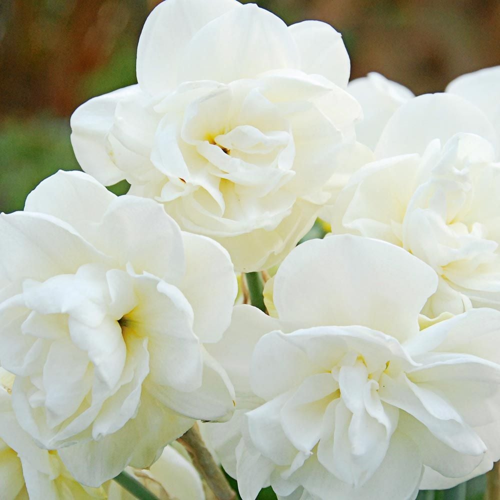 Narcissus 'Rose of May'