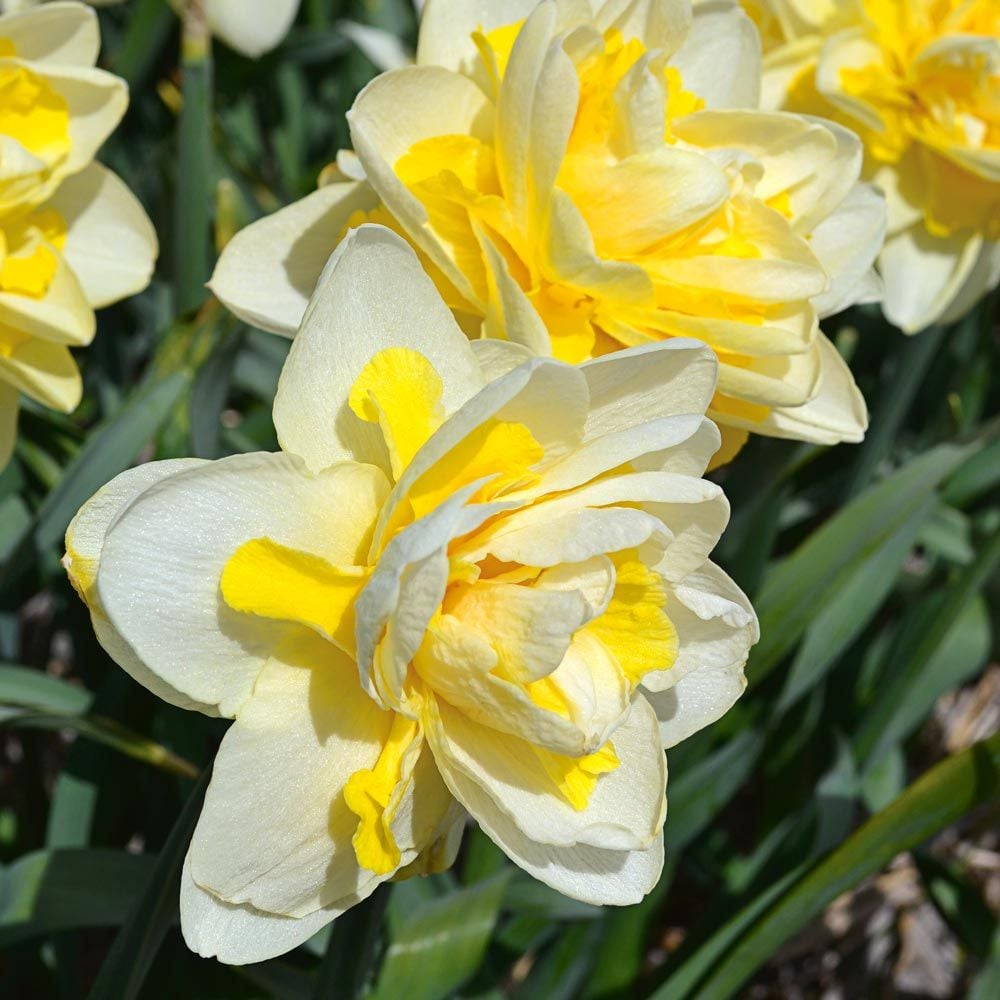 Narcissus 'Ambon'