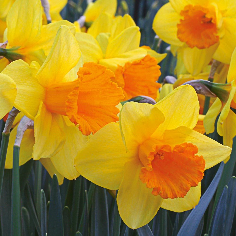 Narcissus '4U2'