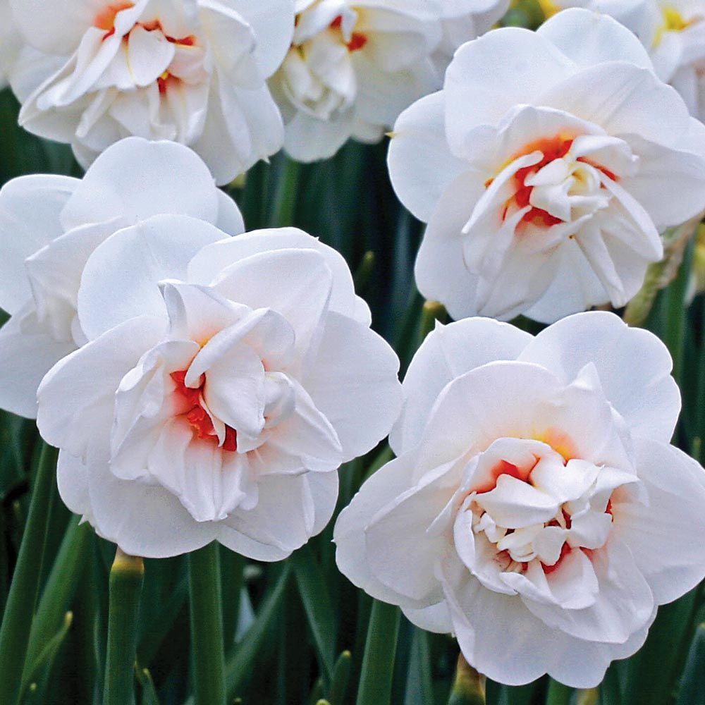 Narcissus 'Acropolis'