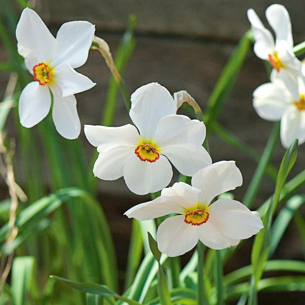 Narcissus 'Actaea'