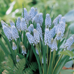  Muscari armeniacum 'Valerie Finnis'