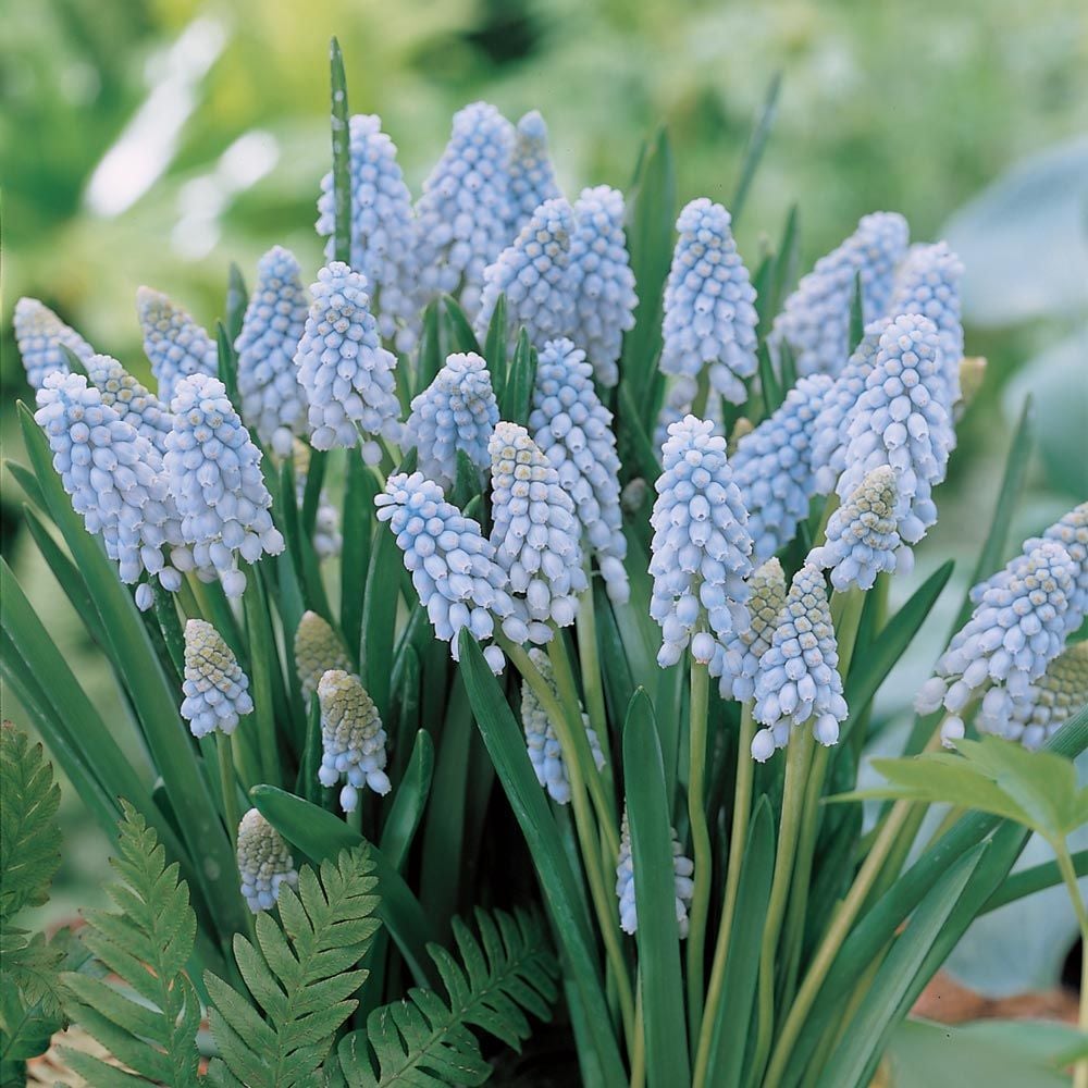 Muscari armeniacum 'Valerie Finnis'